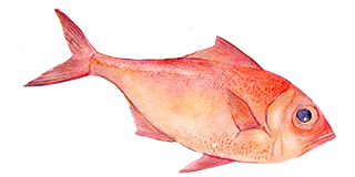 魚