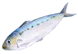 魚